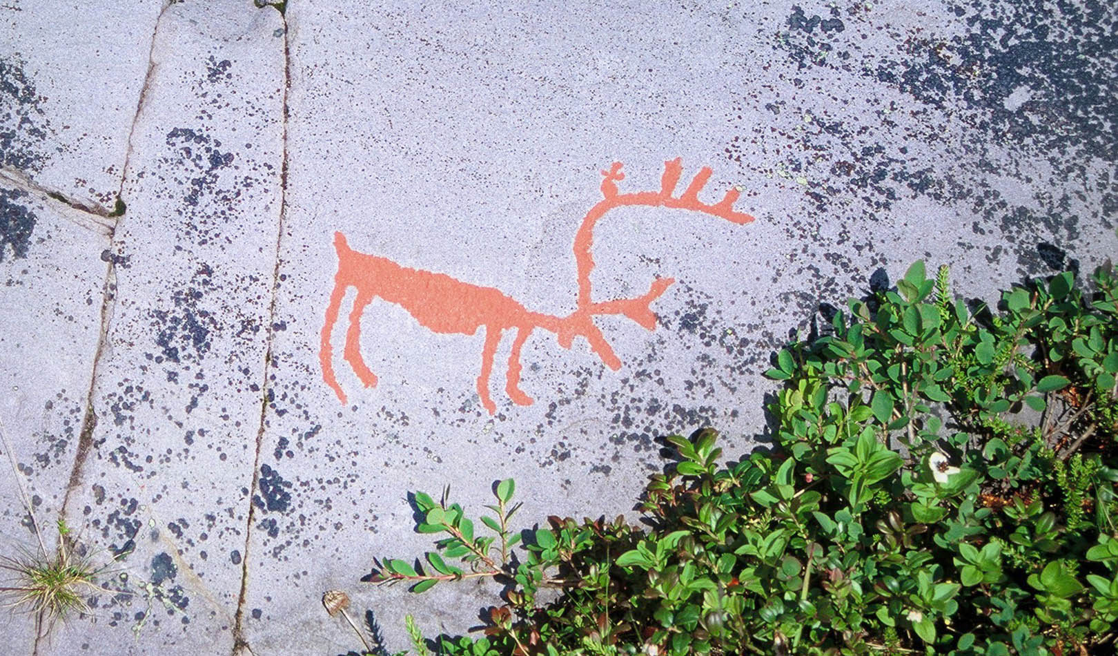 Nærbilde av helleristning av reinsdyr i Alta, Finnmark.