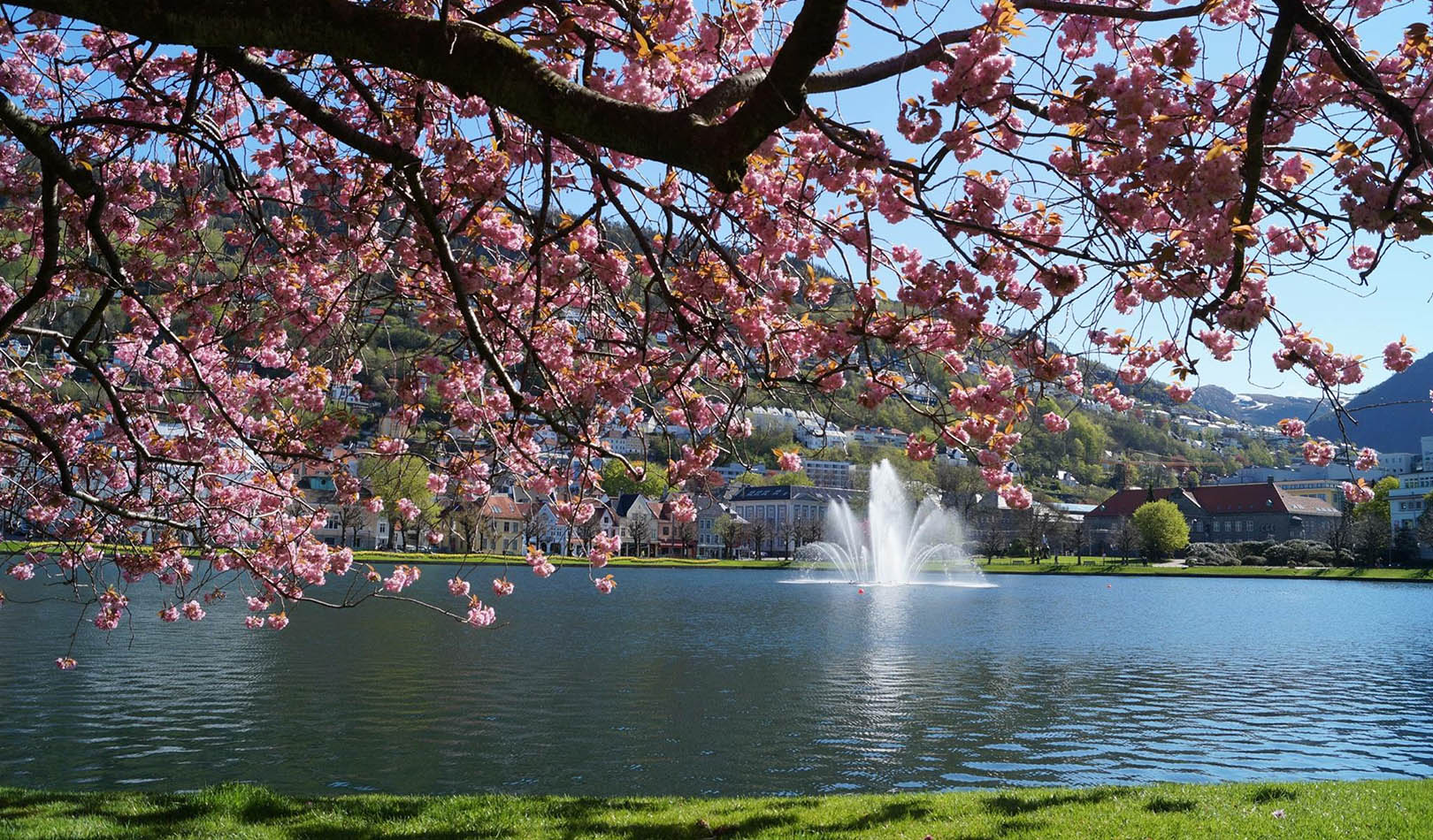 Lille Lungegårdsvann i Bergen med blomstrende tre. 
