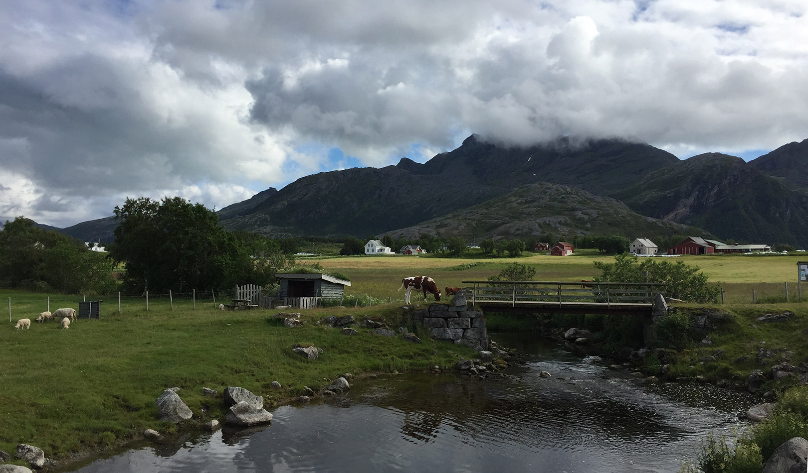 Cows by the river and bridge in Kjerringøy outside Bodø.
