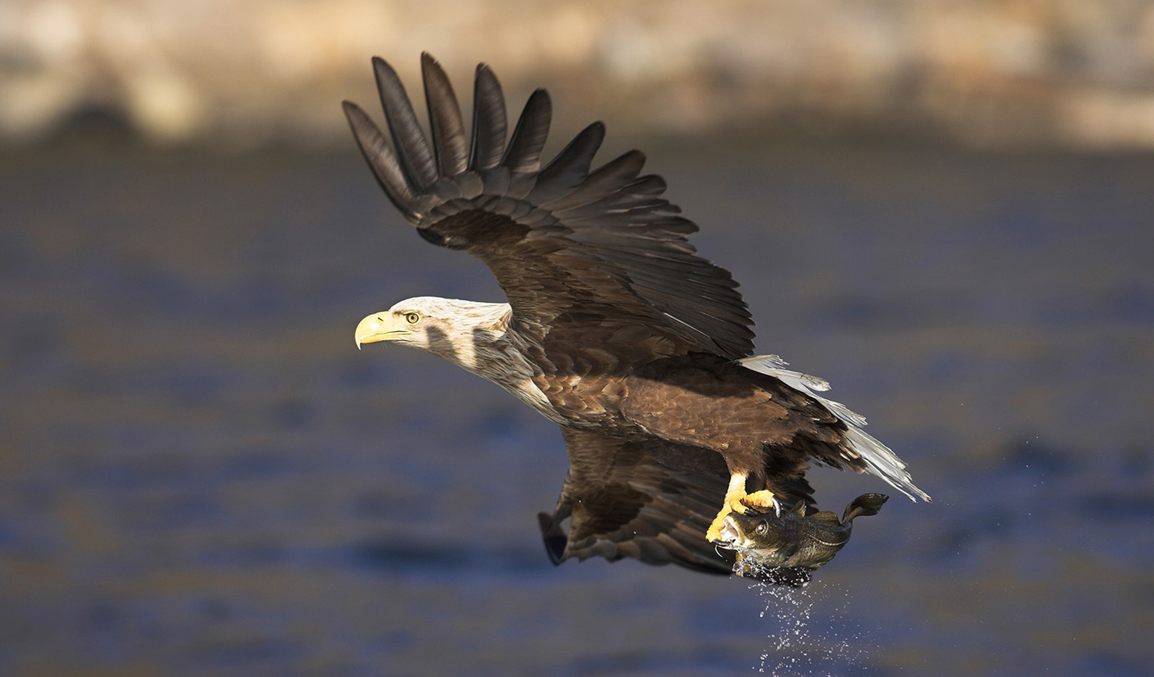 Havørn med fisk. Sea eagle with fish.