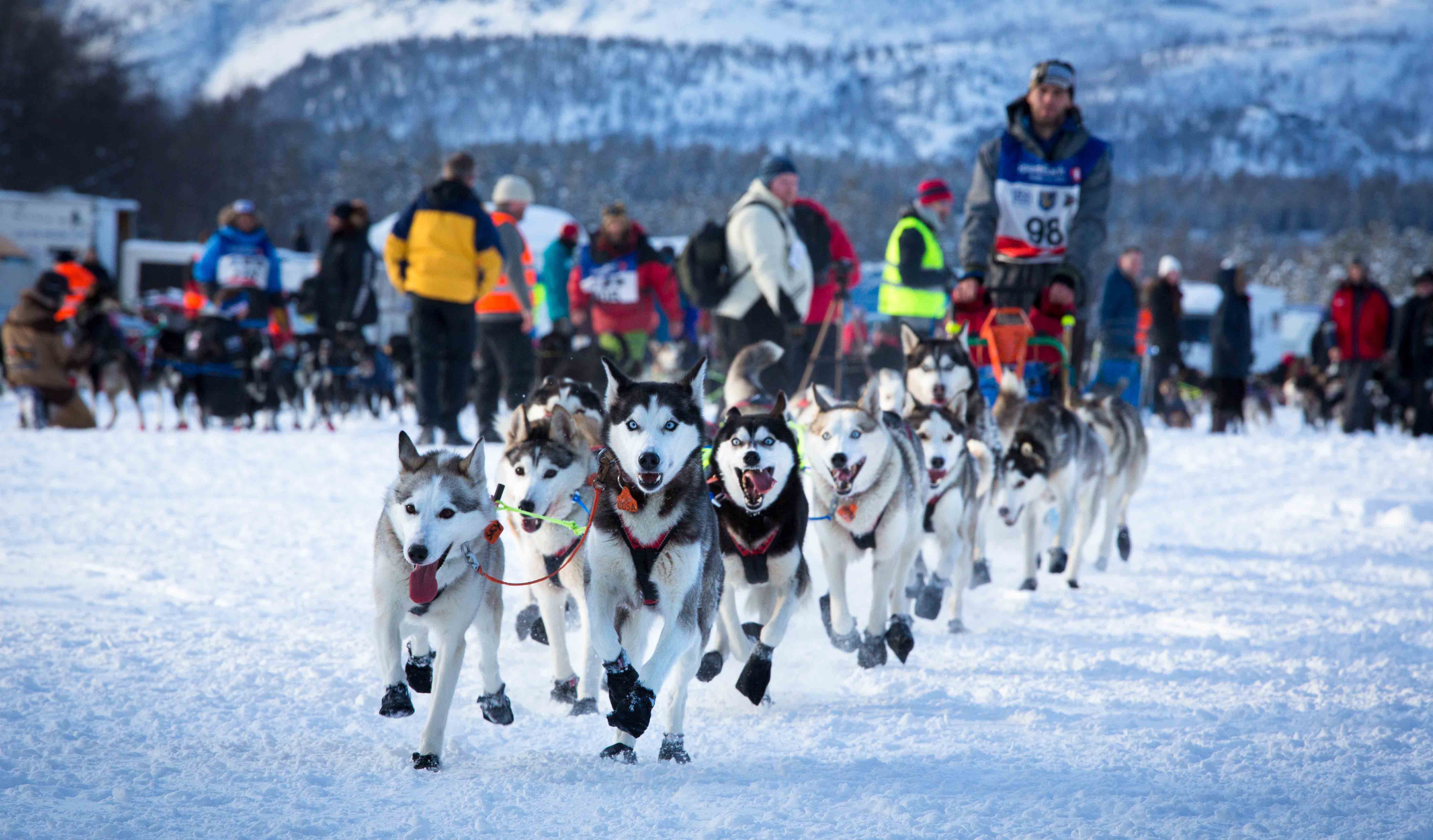 Mushing in Alta, Finnmark.