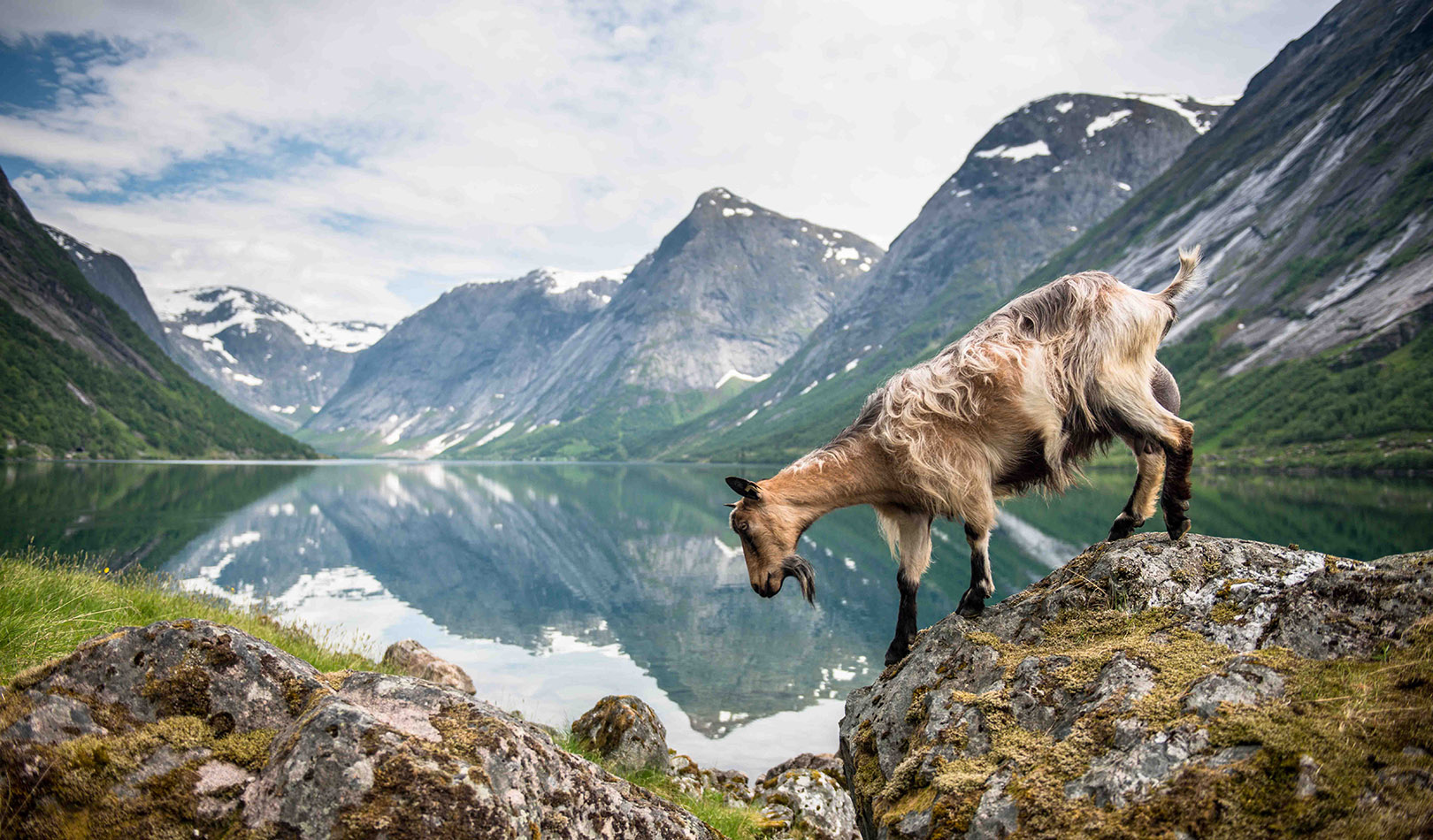 En geit ved vannkanten, Førdefjorden. 