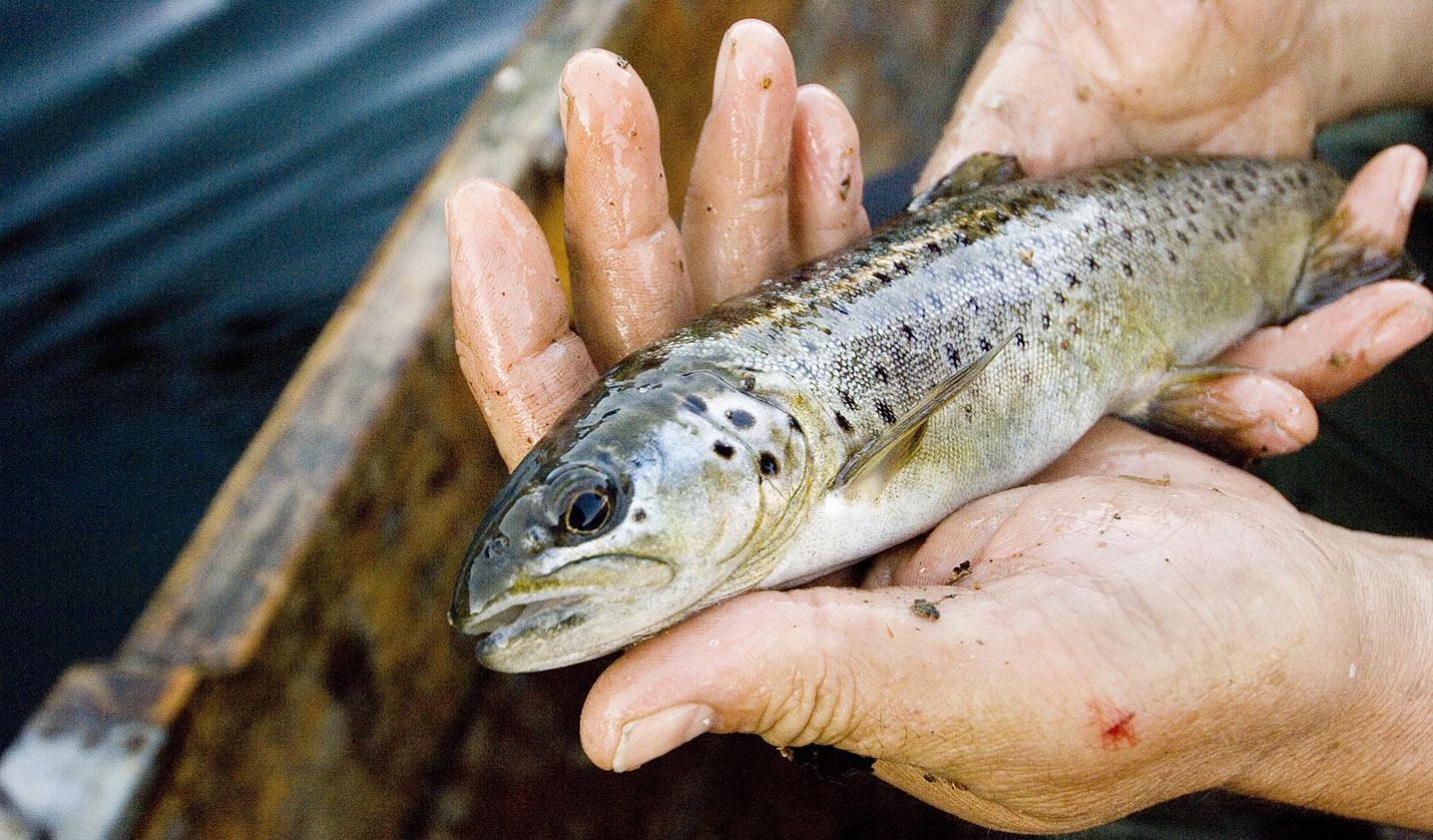 Mann holder en liten fisk I hendene.