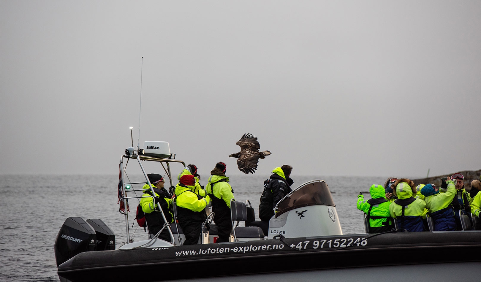 Ørnesafari