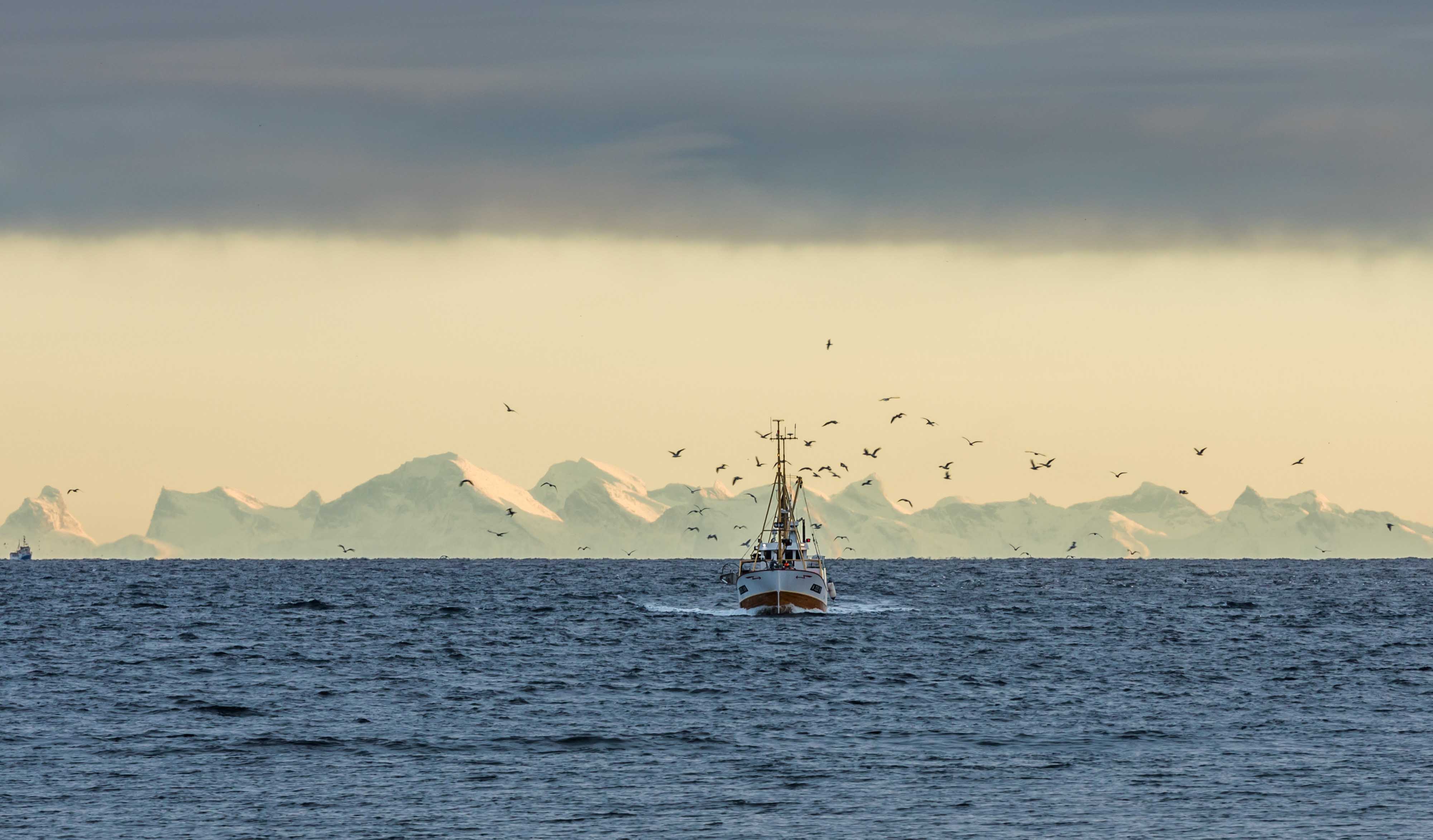 Fiskebåt omringet av fugler i Lofoten.