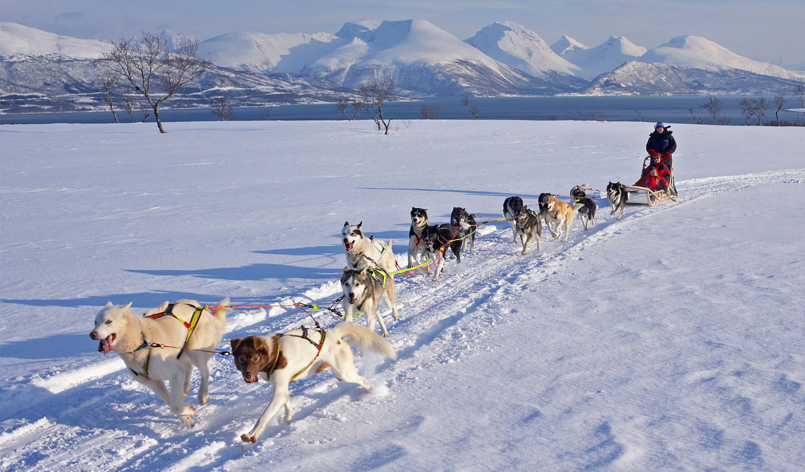 Dog sledge