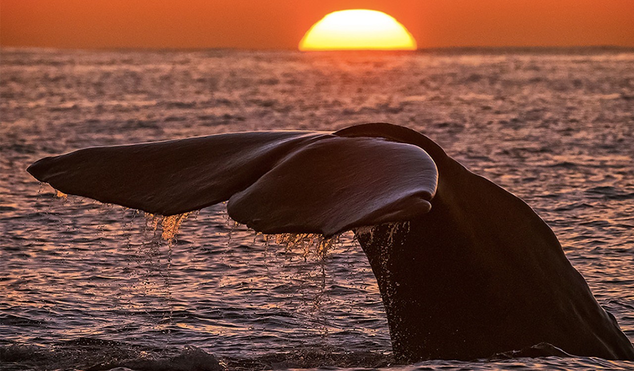 Hval i solnedgang i Vesterålen. A whale under the sunset in Vesterålen.