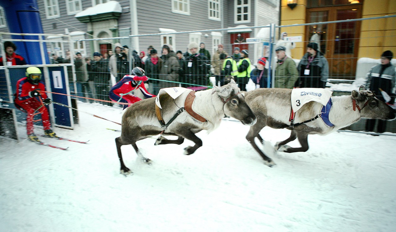 NM i reinkappkjøring i Storgata i Tromsø. Norwegian Championship in reindeer racing in Tromsø