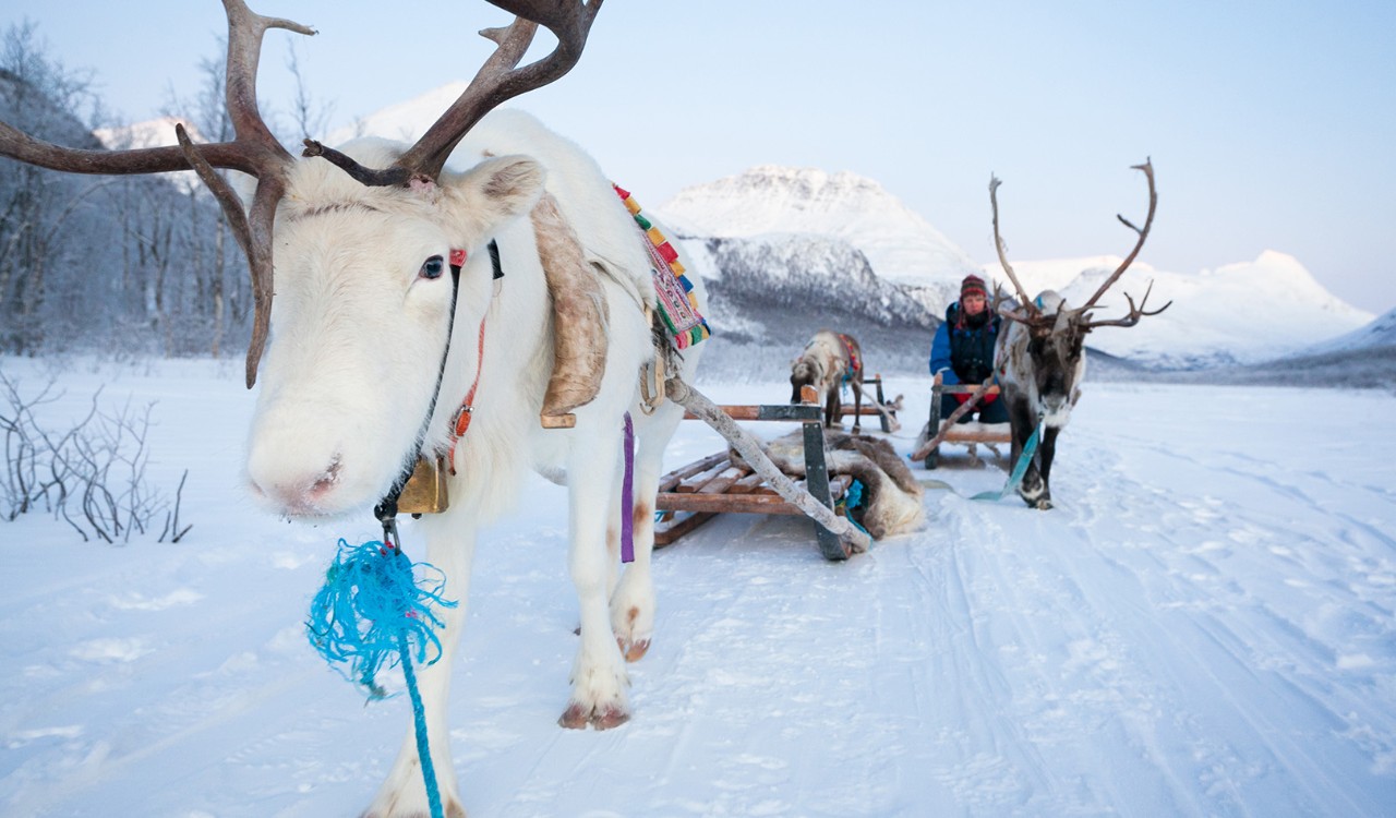 Reinsdyr med slede. Reindeer with sled.