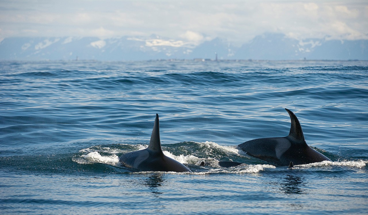 Ryggfinner på to hvaler, Andenes, Vesterålen. The backs of two whales in Andenes, Vesterålen.