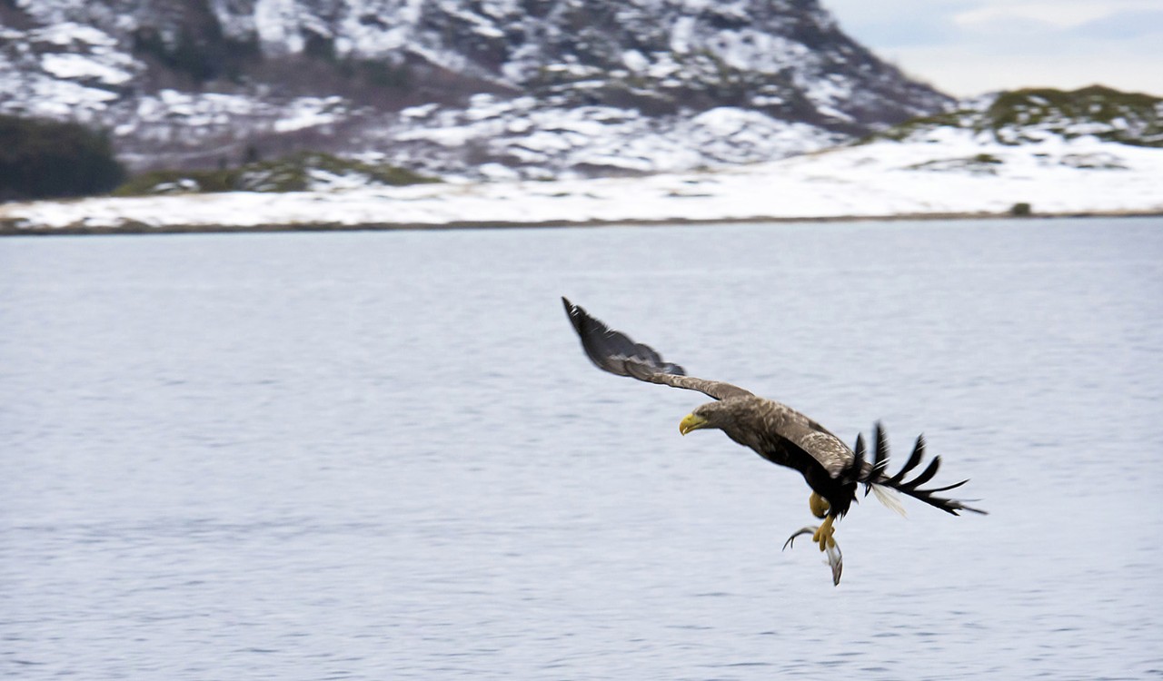Havørn over havet med fisk. Eagle over the sea with fish.