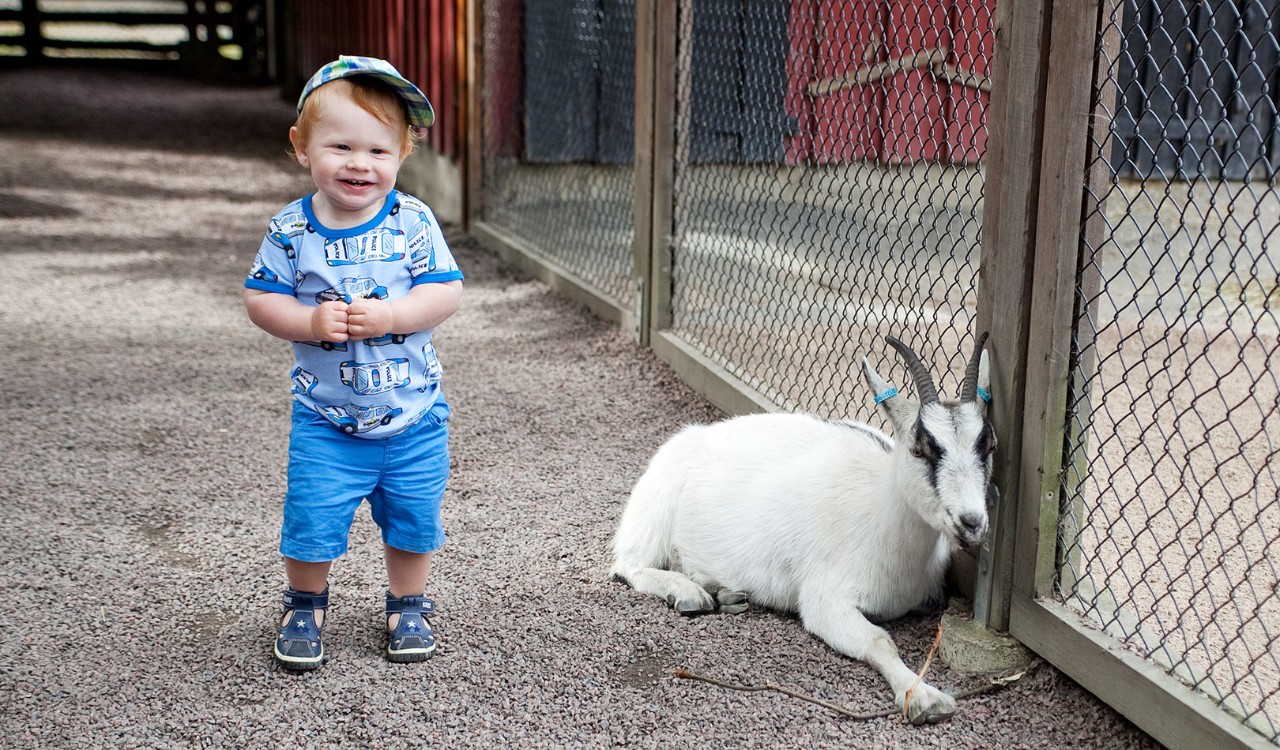 Liten gutt ved en geit i Slottskogen Göteborg. Toddler with goat in Slottskogen Gothenberg.