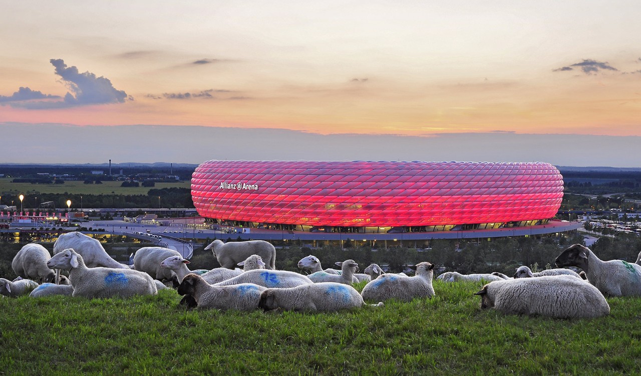 Sauer hviler foran fotballarenaen Allianz Arena i Munchen. Sheep relaxing in front of the football stadium Allianz Arena in Munich.