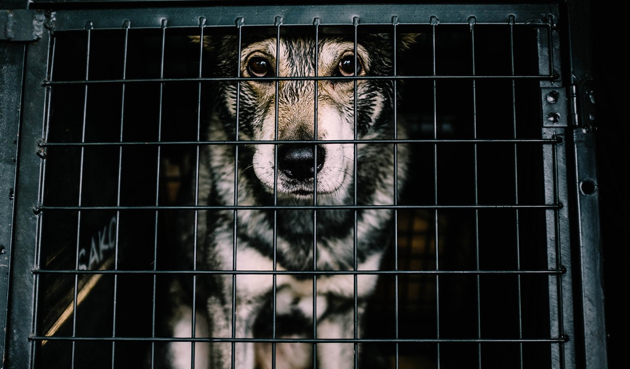 En hund I bur klar for flyreise. A dog caged for travel. 