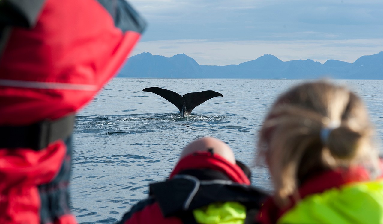 Folk på hvalsafari på Andøya, Vesterålen. People watching whales in Andøya, Vesterålen.